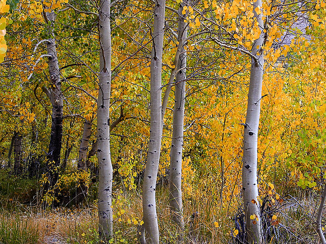 Aspen Trees Fall